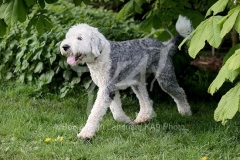 Sheepdog - Old English