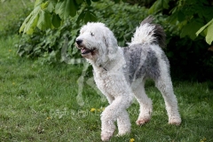 Sheepdog - Old English