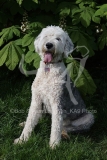 Sheepdog - Old English