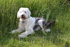Sheepdog - Old English