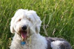 Sheepdog - Old English