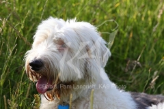 Sheepdog - Old English