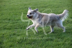 Sheepdog - Pyrenean