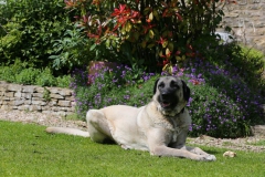 Dog