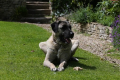 Dog