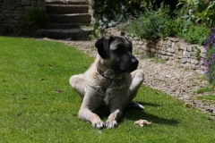 Dog