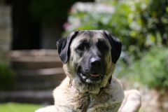 Dog