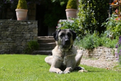 Dog