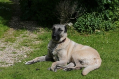 Dog