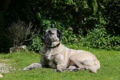 Dog