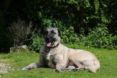 Dog