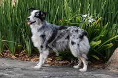 Shepherd - Australian