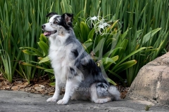 Shepherd - Australian