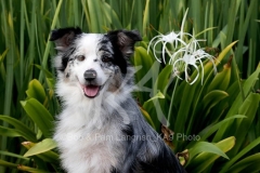 Shepherd - Australian