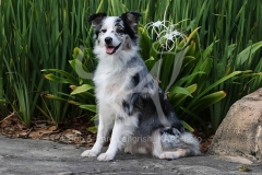 Shepherd - Australian