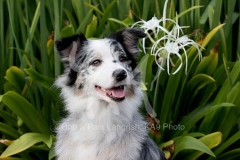 Shepherd - Australian