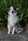 Shepherd - Australian