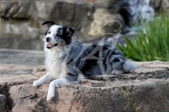 Shepherd - Australian