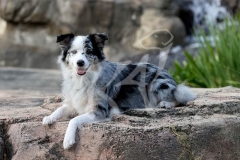 Shepherd - Australian