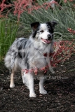 Shepherd - Australian