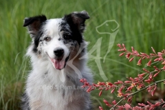 Shepherd - Australian