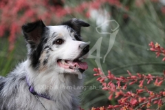 Shepherd - Australian