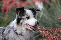 Shepherd - Australian