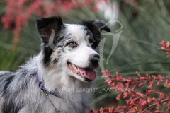 Shepherd - Australian