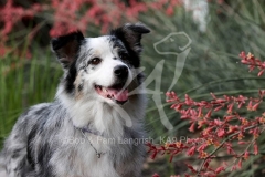 Shepherd - Australian