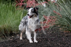 Shepherd - Australian