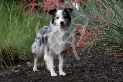 Shepherd - Australian