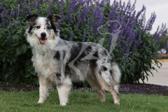 Shepherd - Australian