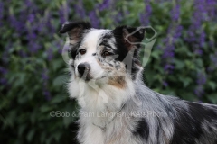 Shepherd - Australian