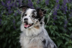 Shepherd - Australian