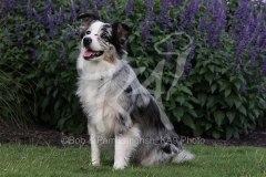 Shepherd - Australian