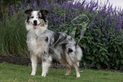 Shepherd - Australian