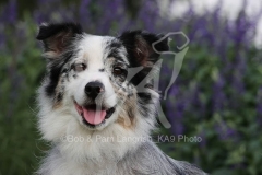 Shepherd - Australian