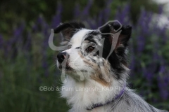 Shepherd - Australian