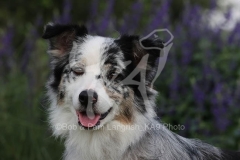 Shepherd - Australian