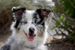 Shepherd - Australian
