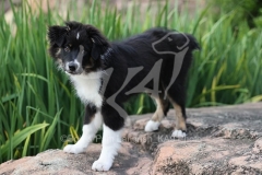 Shepherd - Australian