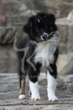Shepherd - Australian
