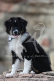 Shepherd - Australian