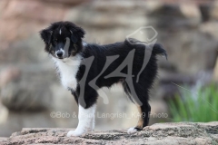 Shepherd - Australian