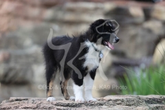 Shepherd - Australian