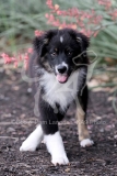 Shepherd - Australian
