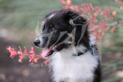 Shepherd - Australian