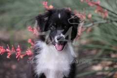Shepherd - Australian