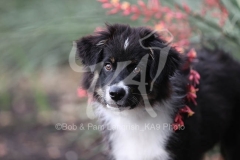 Shepherd - Australian