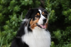 Shepherd - Australian